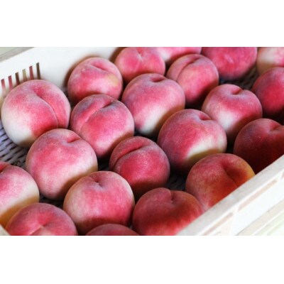 甲州市産 訳あり桃 約3kg(8～13玉)