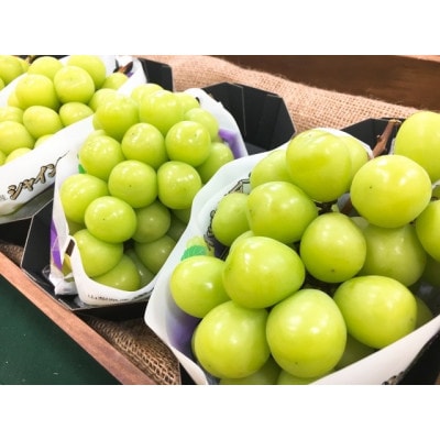 産地直送やみつきシャインマスカット 1.5kg(3～4房)