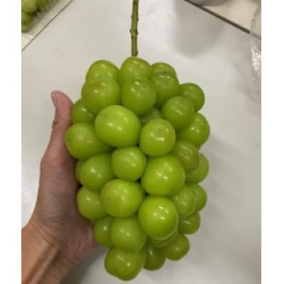 産地直送やみつきシャインマスカット 500g以上(1房)