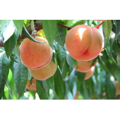 やっぱり美味しい!山梨の桃 7～8玉(約1.8～2kg)