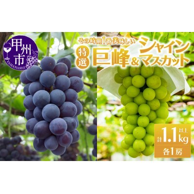 時期一番の特選 巨峰・シャインマスカット各1房(2房合計1.1kg以上)【2025年発送】
