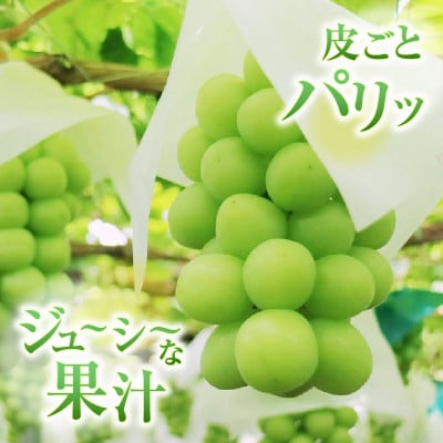時期一番の特選 巨峰・シャインマスカット各1房(2房合計1.1kg以上)【2025年発送】