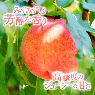 時期一番の特選桃 1.5kg以上(6～7玉)【2025年発送】
