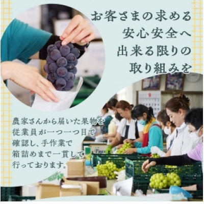 厳選契約農家のシャインマスカット1.2kg以上　2～3房