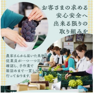 厳選契約農家のシャインマスカット2kg以上　3～5房