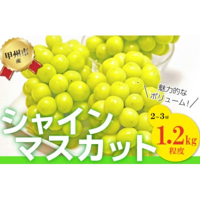 【訳あり】魅惑のボリューム感『シャインのふるさと甲州』シャインマスカット2～3房(計1.2kg程度)
