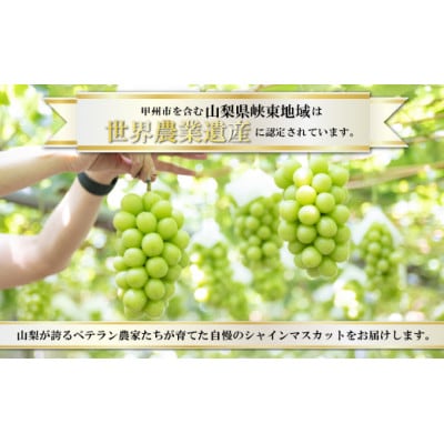 【訳あり】魅惑のボリューム感『シャインのふるさと甲州』シャインマスカット2～3房(計1.2kg程度)