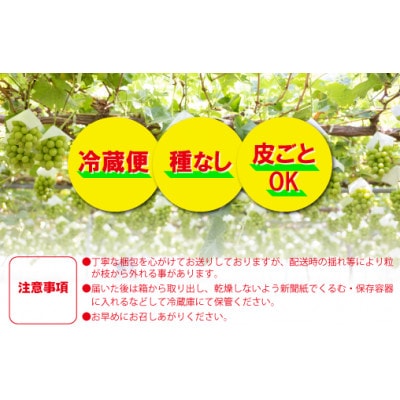 【訳あり】魅惑のボリューム感『シャインのふるさと甲州』シャインマスカット2～3房(計1.2kg程度)