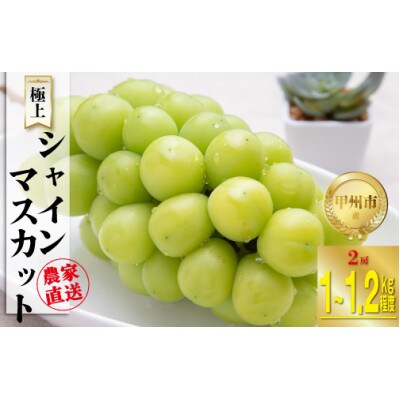 農家直送!『シャインのふるさと甲州』極上シャインマスカット2房(計1～1.2kg程度)