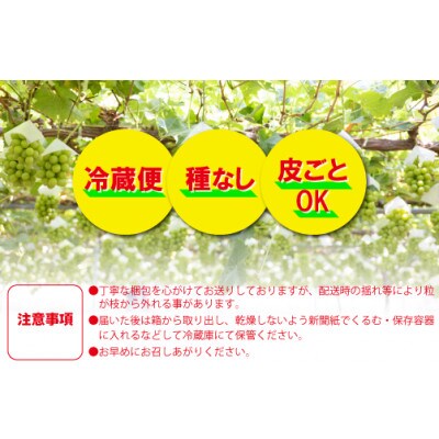 農家直送!『シャインのふるさと甲州』極上シャインマスカット2房(計1～1.2kg程度)