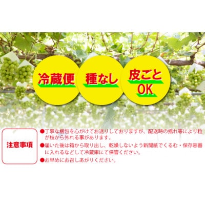 生産者直送!『シャインのふるさと甲州』シャインマスカット2房(計1kg程度)