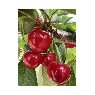 甲州市産大粒さくらんぼ童夢の「紅秀峰」化粧箱(3Lサイズ/約300g)【2025年発送】