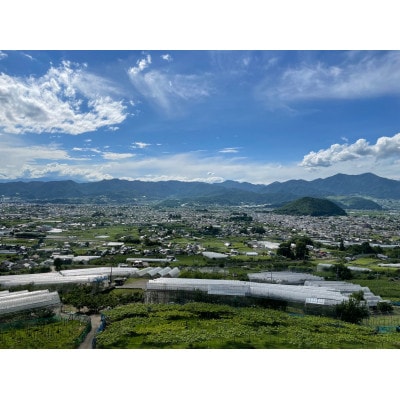 甲州市産大粒さくらんぼ童夢の「紅秀峰」化粧箱(3Lサイズ/約300g)【2025年発送】