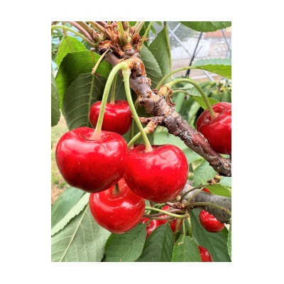 大粒さくらんぼ童夢の「紅秀峰」化粧箱(2Lサイズ/約300g)【2025年発送】