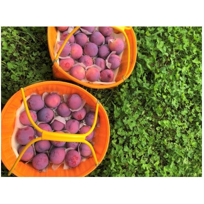 童夢のすもも「貴陽」化粧箱 8個入り(約1.6～1.9kg)【2025年発送】