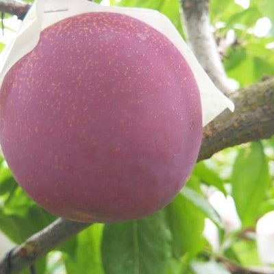 童夢のすもも「貴陽」化粧箱 9個入り(約1.35～1.7kg)【2025年発送】