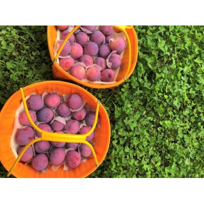 童夢のすもも「貴陽」化粧箱 9個入り(約1.35～1.7kg)【2025年発送】