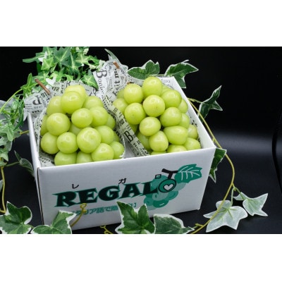 頬張る幸福感 ～緑の宝石・シャインマスカット～ 1kg以上(2～3房)