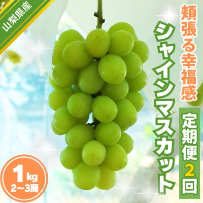 【発送月固定定期便】頬張る幸福感 ～緑の宝石・シャインマスカット～ 1kg以上(2～3房)全2回