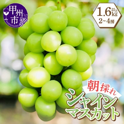 感謝を込めてお届け 最高の朝採りシャインマスカット 1.6kg以上(2～4房)