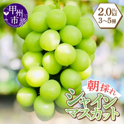 感謝を込めてお届け 最高の朝採りシャインマスカット 2kg以上(3～5房)