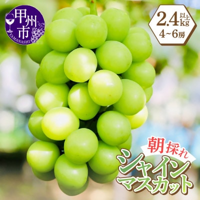 感謝を込めてお届け 最高の朝採りシャインマスカット 2.4kg以上(4～6房)