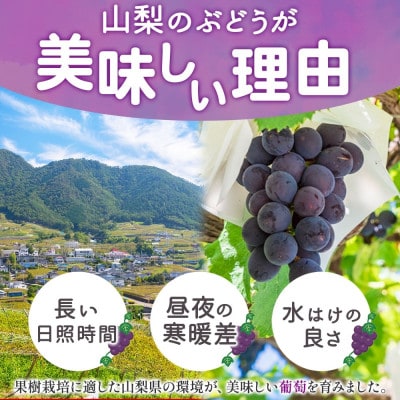 【さとふる限定】山梨県産のマイハート 2房 約1kg 可愛いハート型ぶどう 山梨県 甲州市