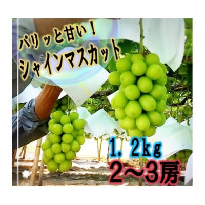 【生産者直送】パリッと甘い!!シャインマスカット2～3房(1.2kg以上)
