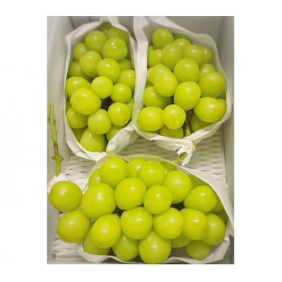【生産者直送】パリッと甘い!!シャインマスカット2～3房(1.2kg以上)