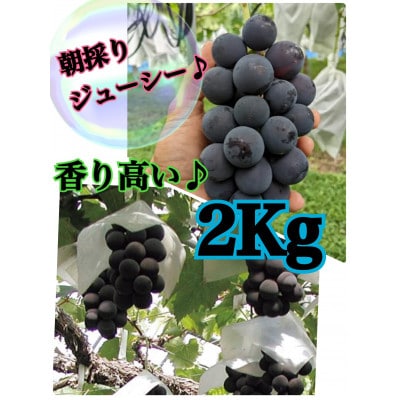 【生産者直送】香り高い★こだわりの巨峰　約2キロ　【2025年出荷】