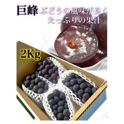 【生産者直送】香り高い★こだわりの巨峰　約2キロ　【2025年出荷】