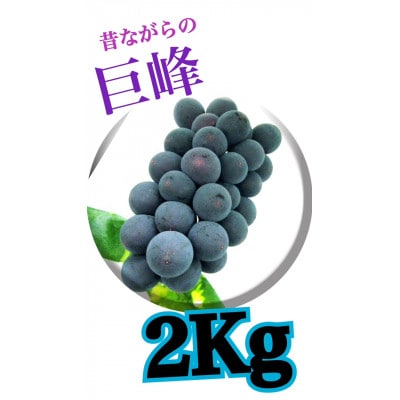 【生産者直送】香り高い★こだわりの巨峰　約2キロ　【2025年出荷】