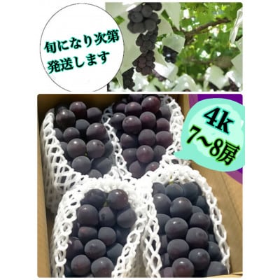 【生産者直送】香り高い★甘さこだわりの巨峰　約4キロ