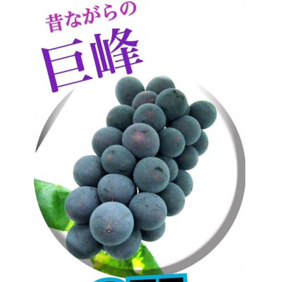 【生産者直送】香り高い★甘さこだわりの巨峰　約4キロ