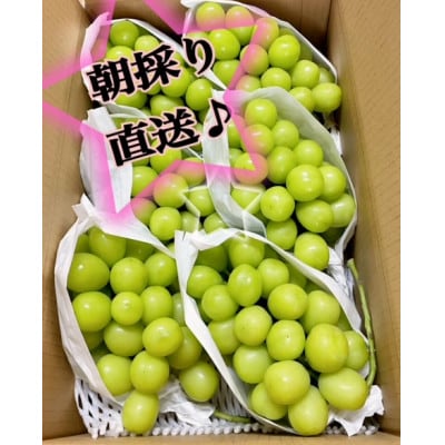 【農家直送】パリっと大粒シャインマスカット　4キロ
