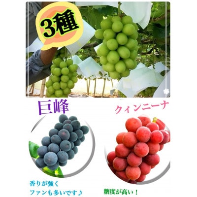 食べ比べ大会シャインマスカット・クインニーナ・巨峰【3種セット全4房】生産者直送【2025年発送】