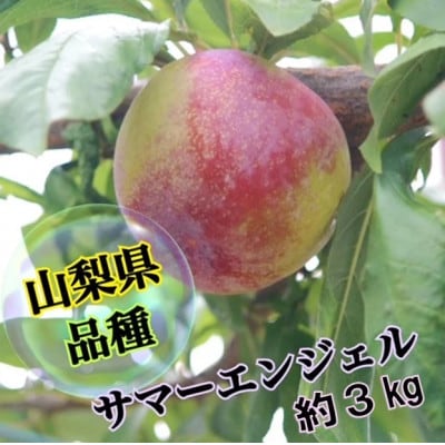 ジューシー&フルーティー【サマーエンジェル】生産者直送【2025年発送】2個入り×6パック
