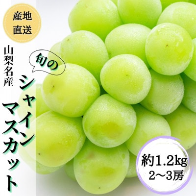 ◆2026年発送◆ 産地直送 山梨名産! 旬のシャインマスカット 約1.2kg(2～3房)