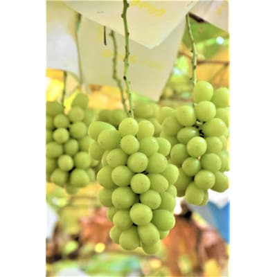 ◆2026年発送◆ 産地直送 山梨名産! 旬のシャインマスカット 約1.2kg(2～3房)