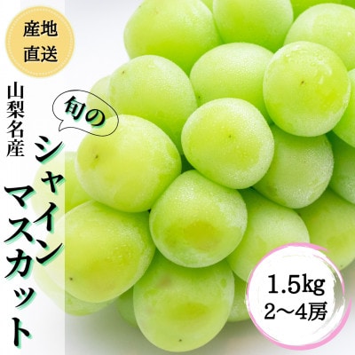 ◆2025年先行受付◆ 産地直送 山梨名産!旬のシャインマスカット 1.5kg(2～4房)