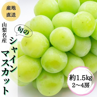 ◆2026年発送◆ 産地直送 山梨名産!旬のシャインマスカット 約1.5kg(2～4房)
