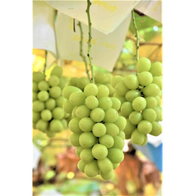 ◆2026年発送◆ 産地直送 山梨名産!旬のシャインマスカット 約1.5kg(2～4房)