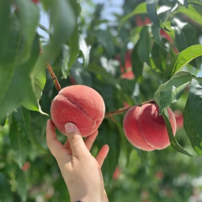 ◆2026年発送◆ 産地直送 桃の里よりお届け!旬の桃 約2kg(5～8玉)