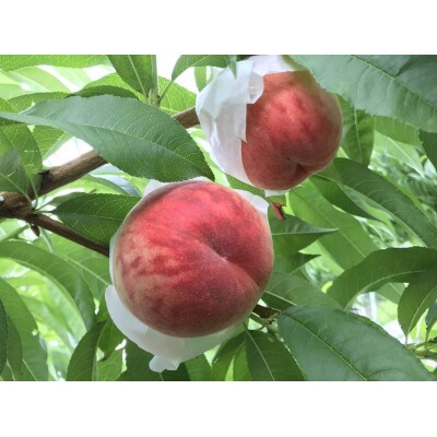 ◆2026年発送◆ 産地直送 桃の里よりお届け!旬の桃 約2kg(5～8玉)