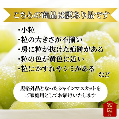 2026年発送【訳あり】山梨県産旬のシャインマスカット 約1.5kg(3～5房)ご家庭用