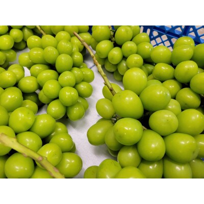 新鮮 産地直送 人気のシャインマスカット 約1.2kg(2～3房)