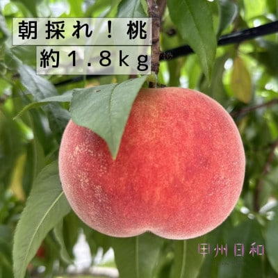 【2026年度発送】農家直送!朝採れ桃 約1.8kg(6～7玉)B15-175
