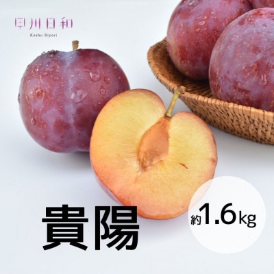 【2026年度】高級すもも 貴陽 約1.6kg(8～12玉)B18-131