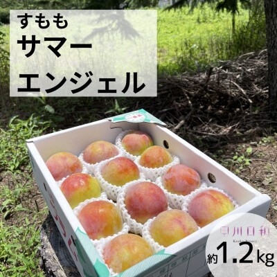 【2026年度発送】甲州市産すもも サマーエンジェル 約1.2kg　B11-131