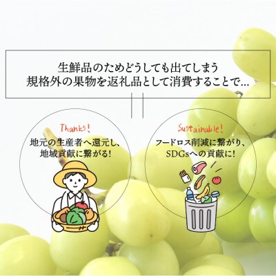 【2026年度発送】SDGs 訳あり シャインマスカット 約2.0kg(2～5房)B17-131